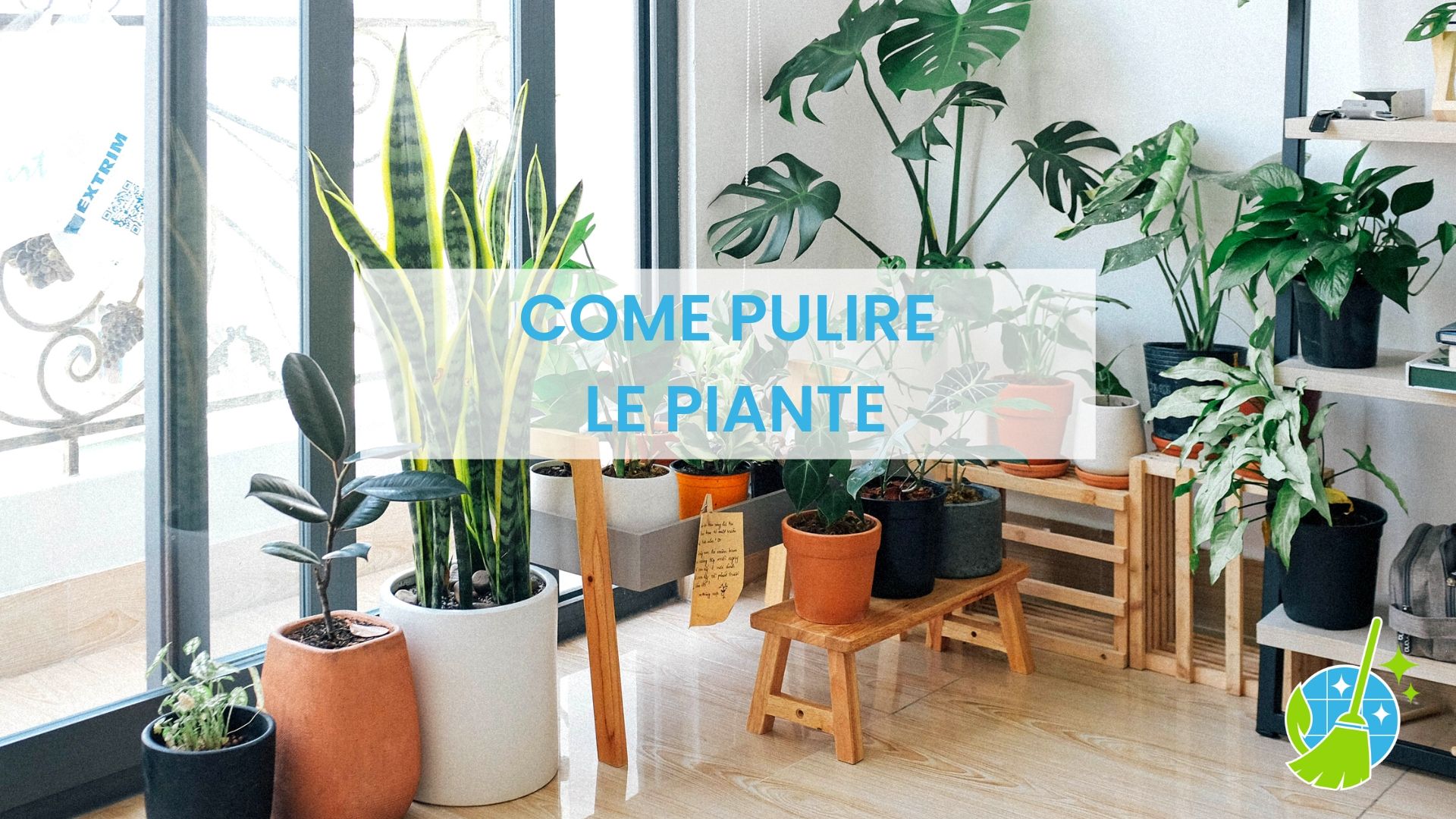 come-pulire-le-piante.jpg